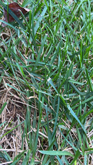 Stenotaphrum secundatum