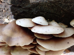 Crepidotus