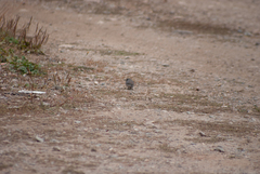 Junco hyemalis image