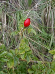Rosa rubiginosa