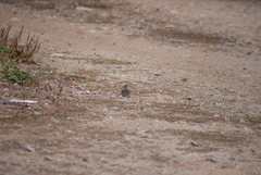 Junco hyemalis image