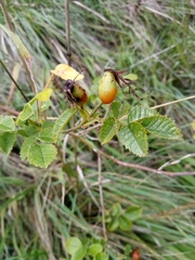 Rosa rubiginosa