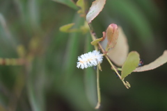 Acacia calyculata