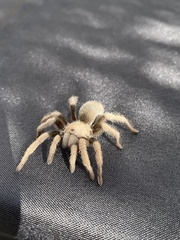 Aphonopelma chalcodes