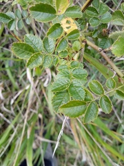 Rosa rubiginosa