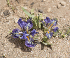 Iris potaninii