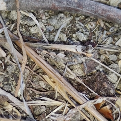 Acrotylus