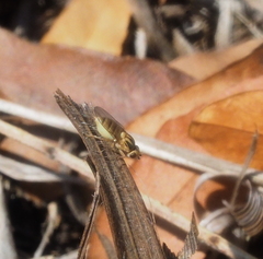 Chlorops