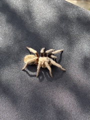 Aphonopelma chalcodes