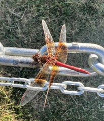 Sympetrum semicinctum occidentale