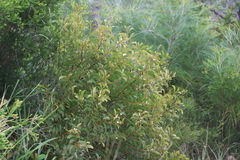 Acacia calyculata