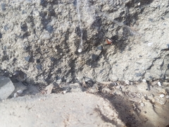 Latrodectus hasselti