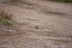 Junco hyemalis image