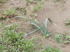 Zephyranthes chlorosolen