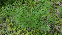 Psacalium cirsiifolium