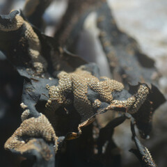 Membranipora membranacea