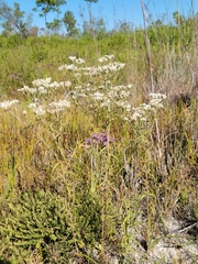 Eupatorium mohrii