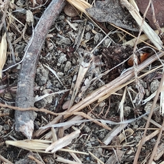 Acrotylus