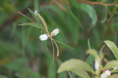 Acacia calyculata