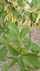 Fraxinus velutina