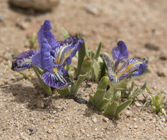 Iris potaninii