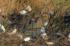 Egretta rufescens dickeyi