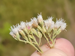 Eupatorium mohrii