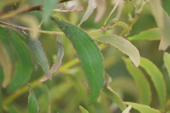 Acacia calyculata