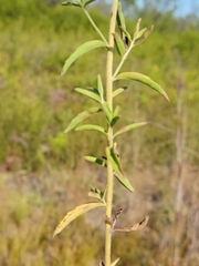 Eupatorium mohrii