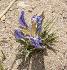 Iris potaninii