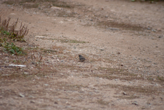 Junco hyemalis image