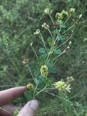 Lespedeza hirta