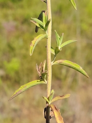 Eupatorium mohrii