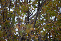 Poecile atricapillus image