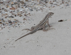 Holbrookia propinqua