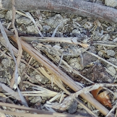 Acrotylus