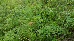 Psacalium cirsiifolium