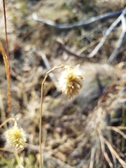 Cyphocarpa angustifolia