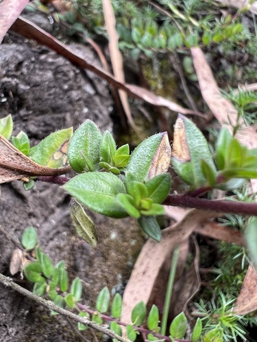 Cuphea ciliata, photograph 5