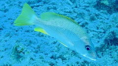 Lutjanus apodus