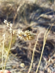 Cyphocarpa angustifolia