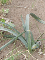 Zephyranthes chlorosolen