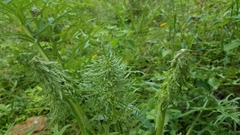 Psacalium cirsiifolium