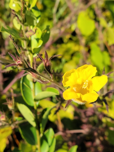 Combleaf yellow false foxglove (Aureolaria pectinata)