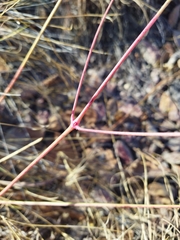 Cyphocarpa angustifolia