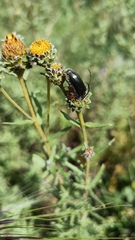 Neocrossidius trivittatus
