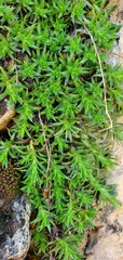 Saxifraga bronchialis