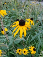Rudbeckia