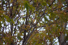 Poecile atricapillus image