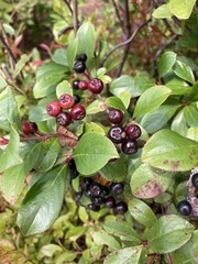 Aronia